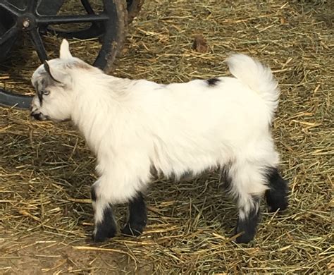Their small size, great temperment and overall cuteness won us over easily. . Fainting goats for sale indiana